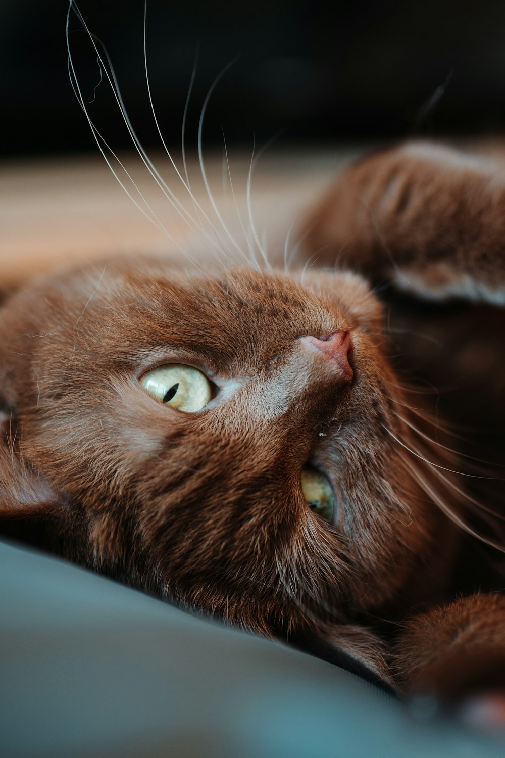 Các chú mèo nâu cưng đáng yêu brown cats cute để làm bạn cười suốt ...
