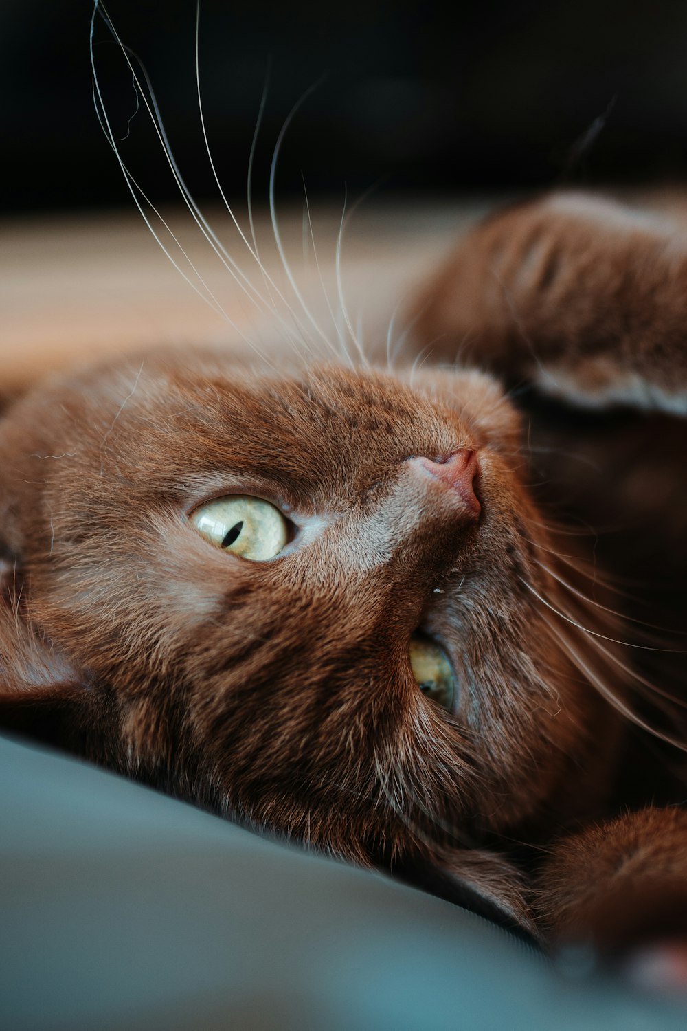 brown cat lying on white textile