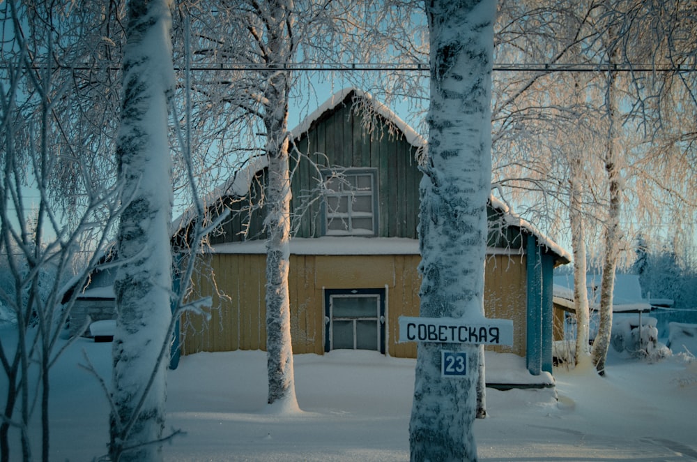 snow covered tree near brown wooden house during daytime