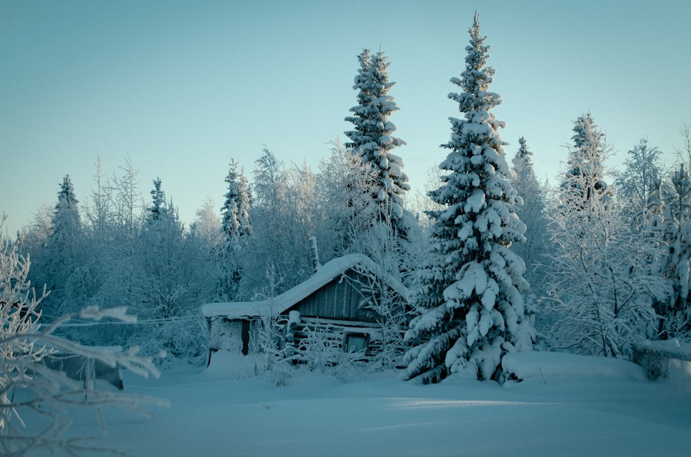 a cabin in the middle of a snowy forest