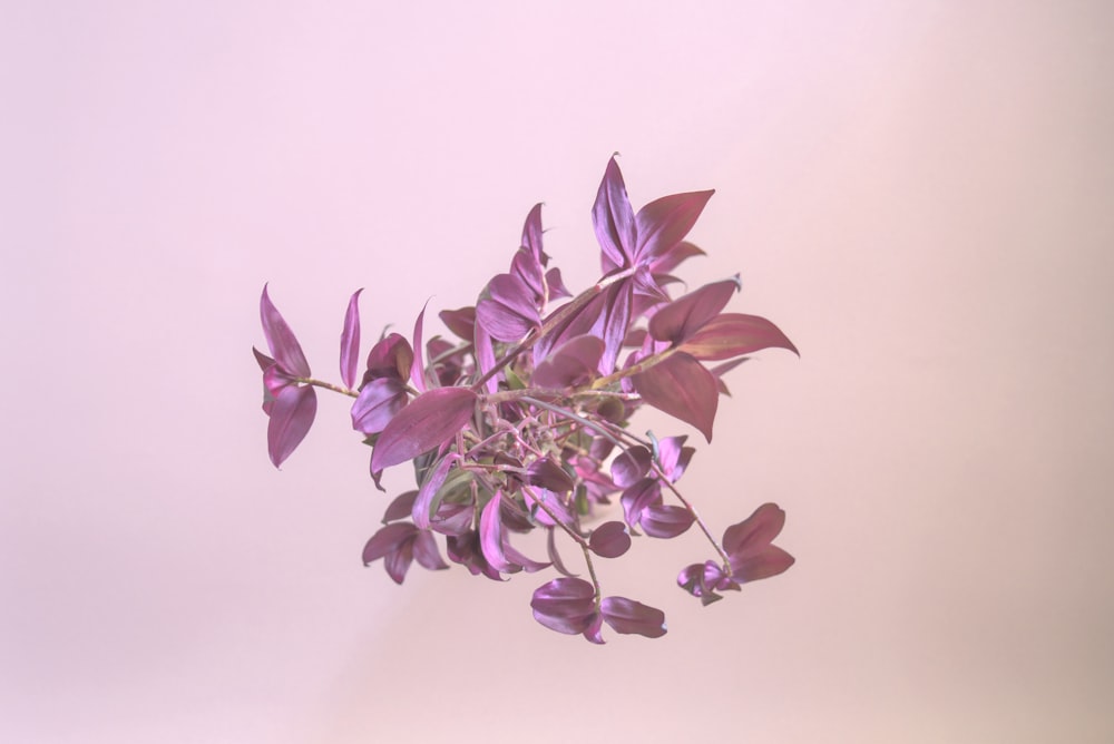 pink and white flower on white surface