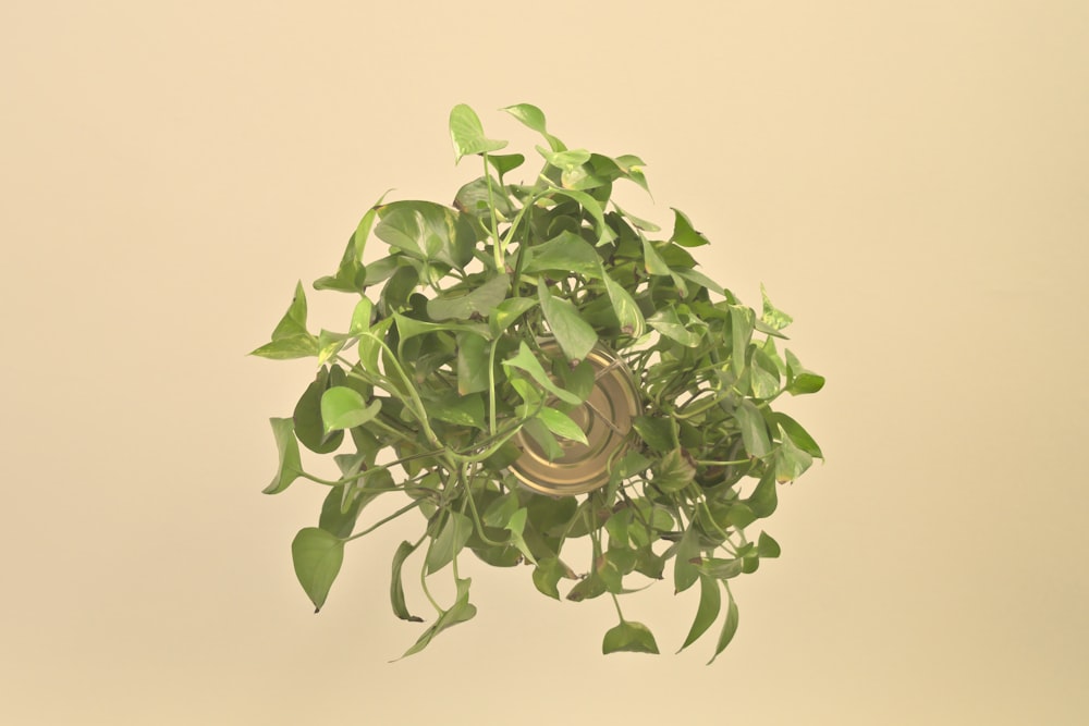 planta verde no vaso marrom