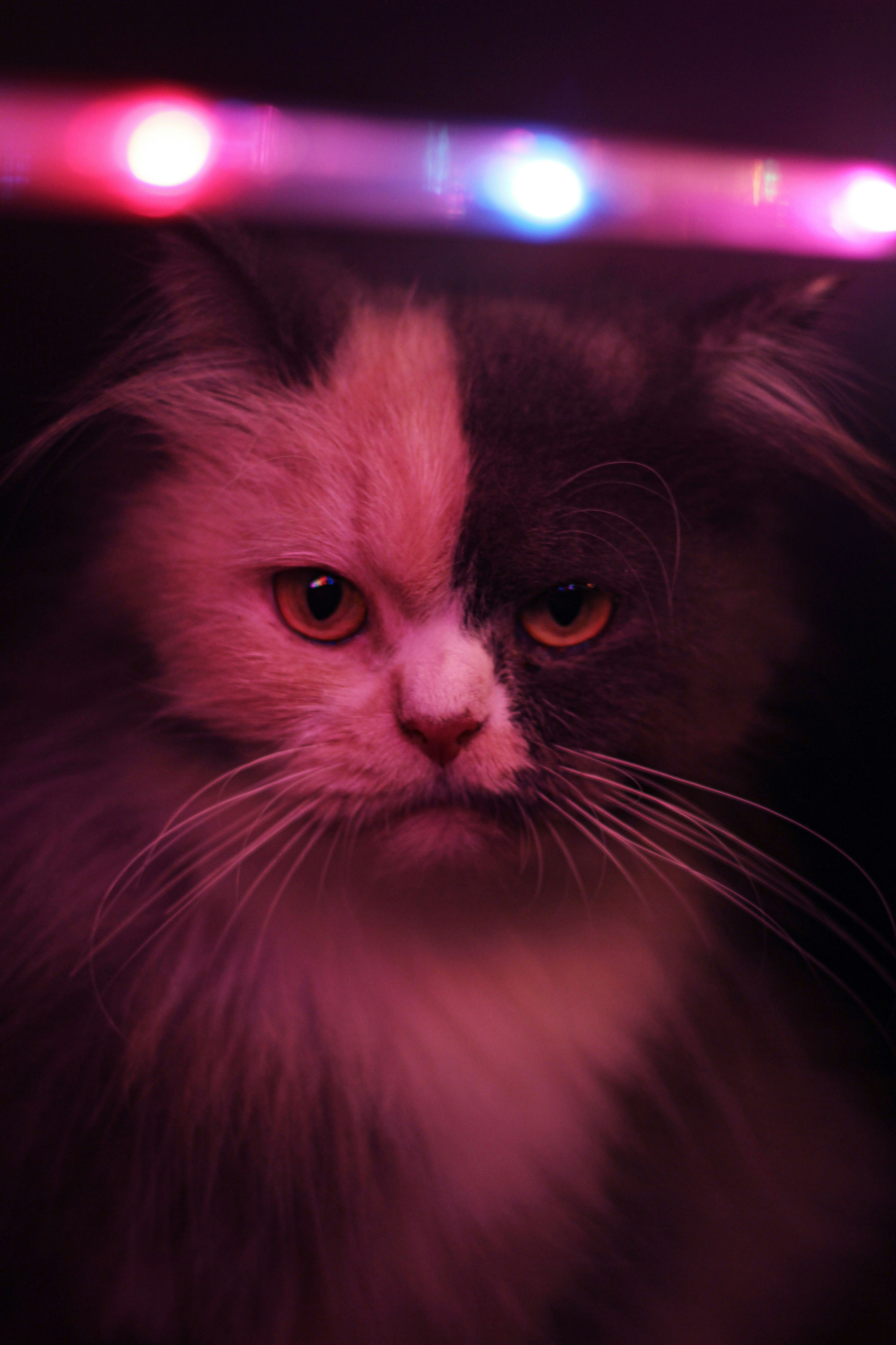 White and black long fur cat photo Free Udupi Image on Unsplash