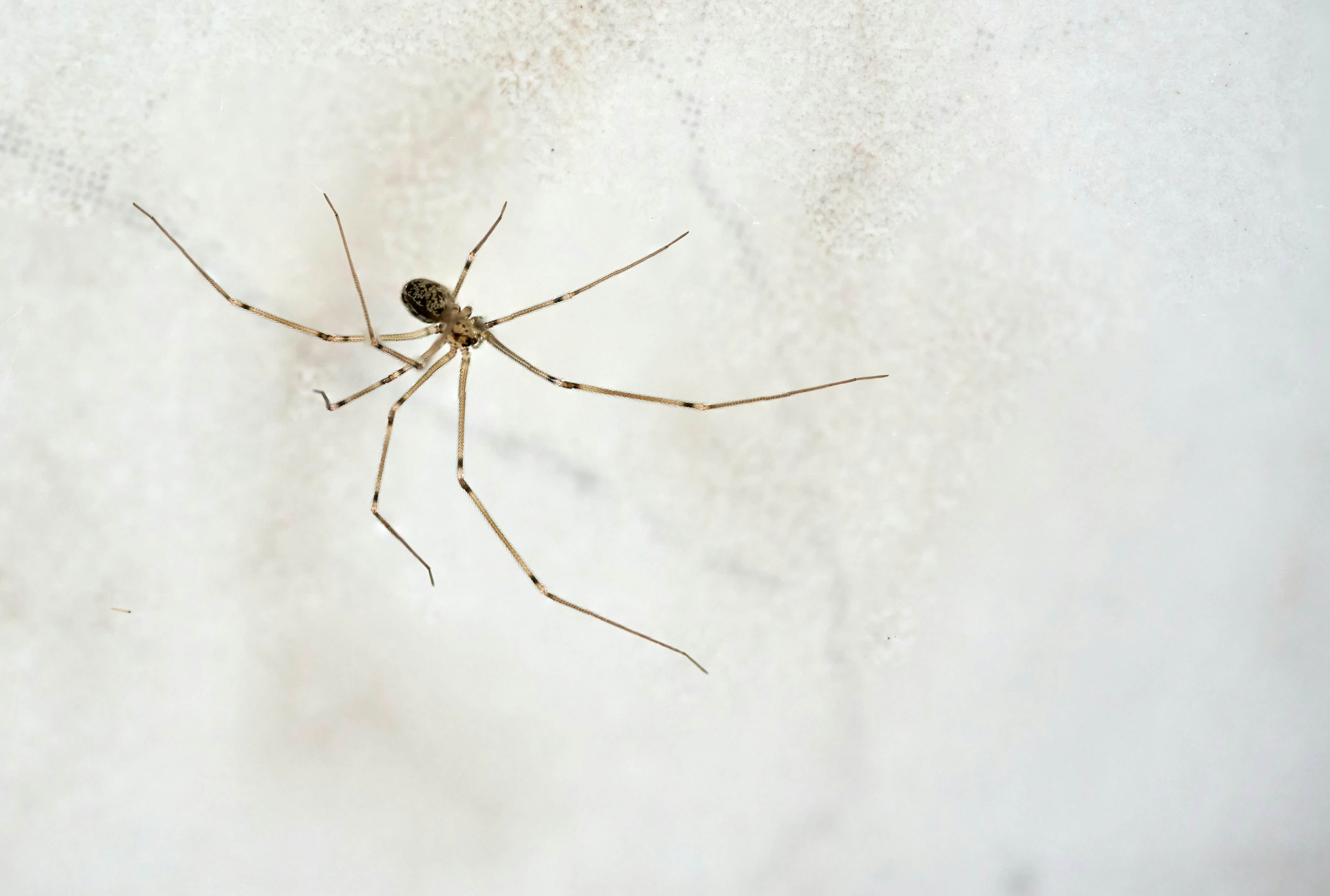 brown spider on white textile