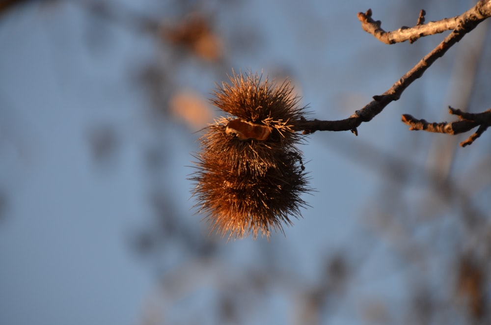 Fruit brun sur branche d’arbre brune