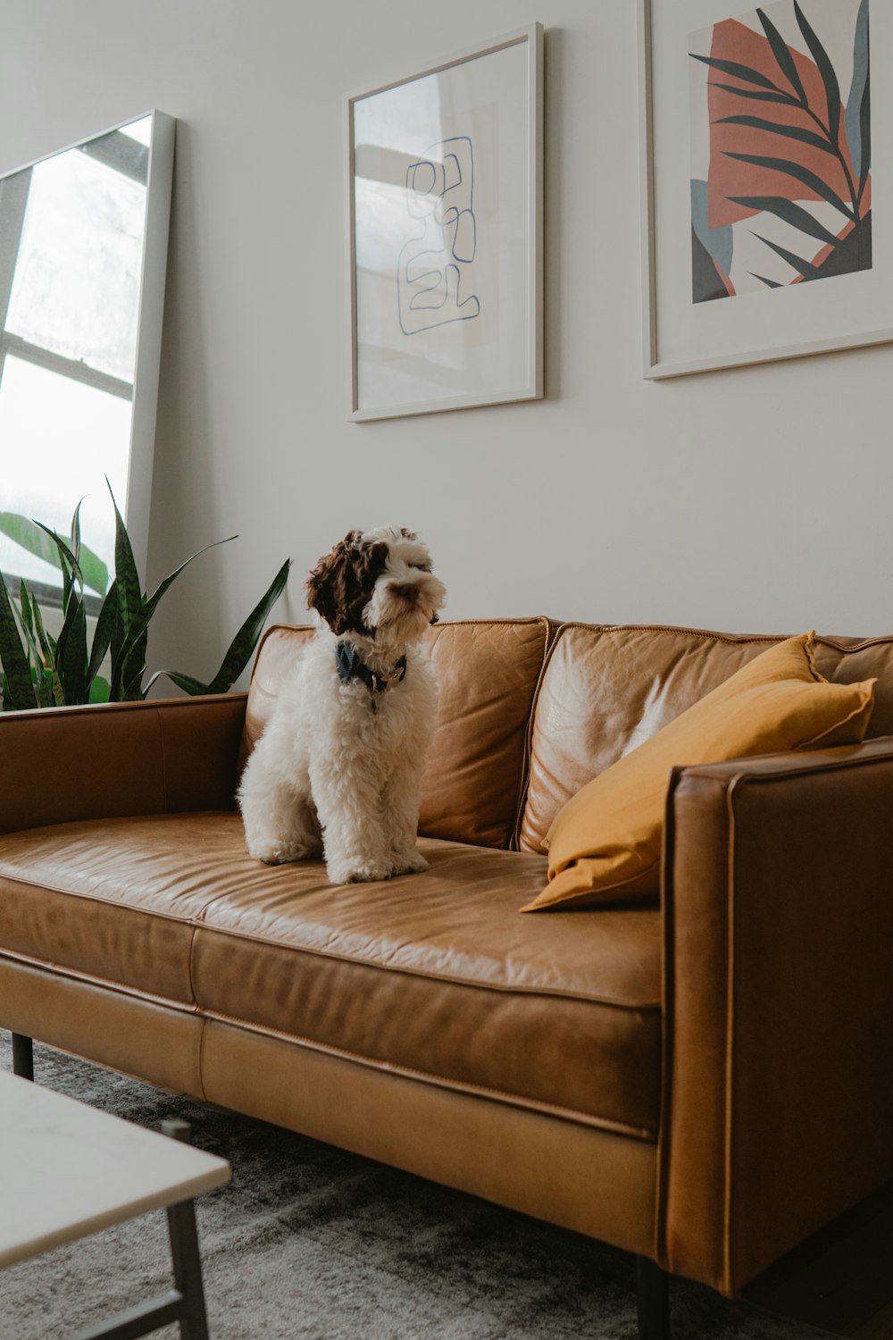 white and brown long coated dog on brown couch