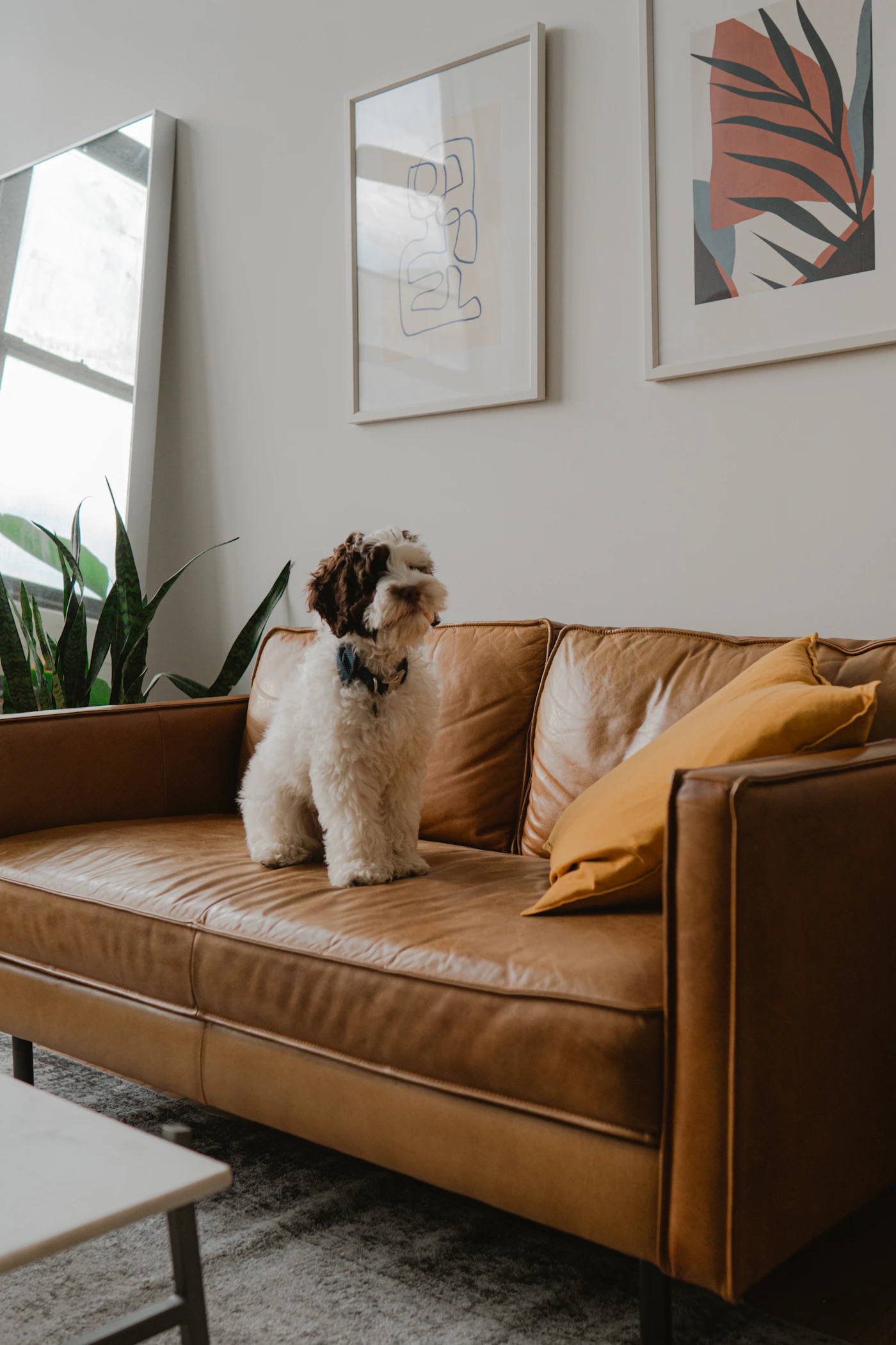 A small white dog standing on a tan leather sofa by a sunny window below two framed art prints