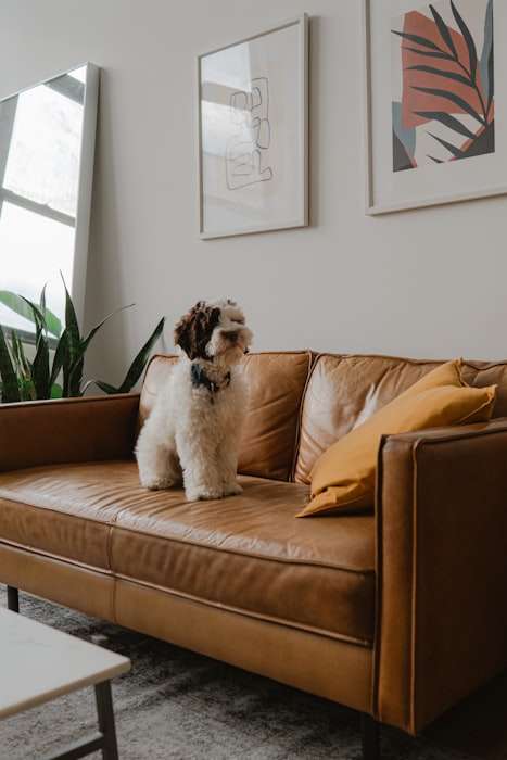 A dog relaxing on the couch inside a cozy home