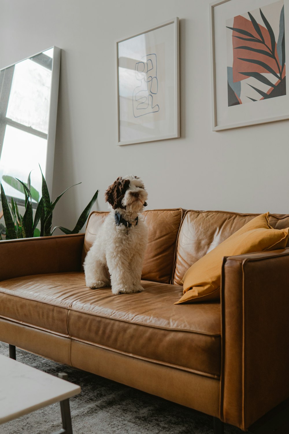 cão branco e marrom de pelagem longa no sofá marrom