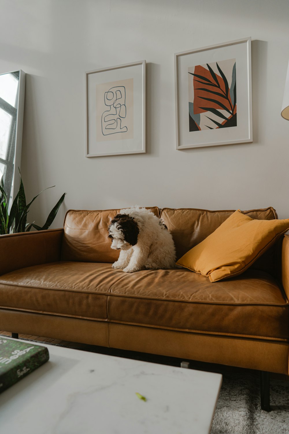 white and black short coated dog on brown couch