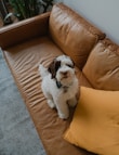 A fluffy dog shedding hair on a couch with a vacuum nearby.