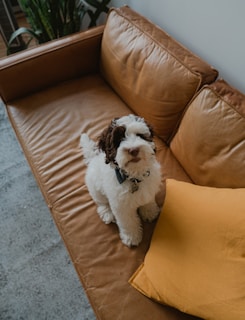 white and black shih tzu on brown couch