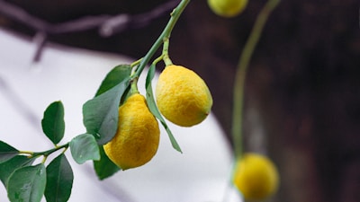 yellow lemon fruit on tree