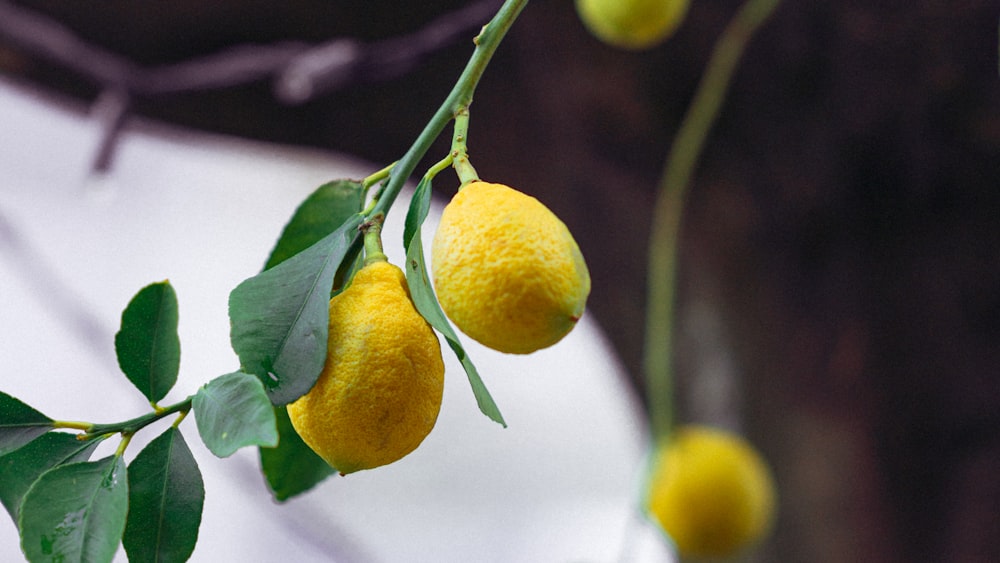 Fruta amarilla de limón en el árbol