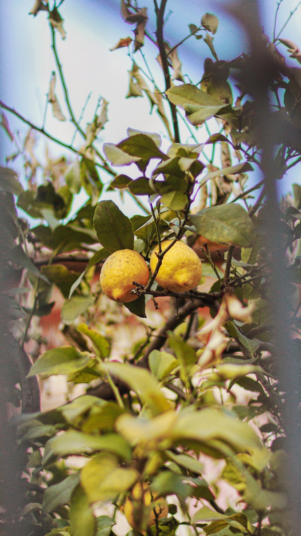 昼間の木の黄色い果実