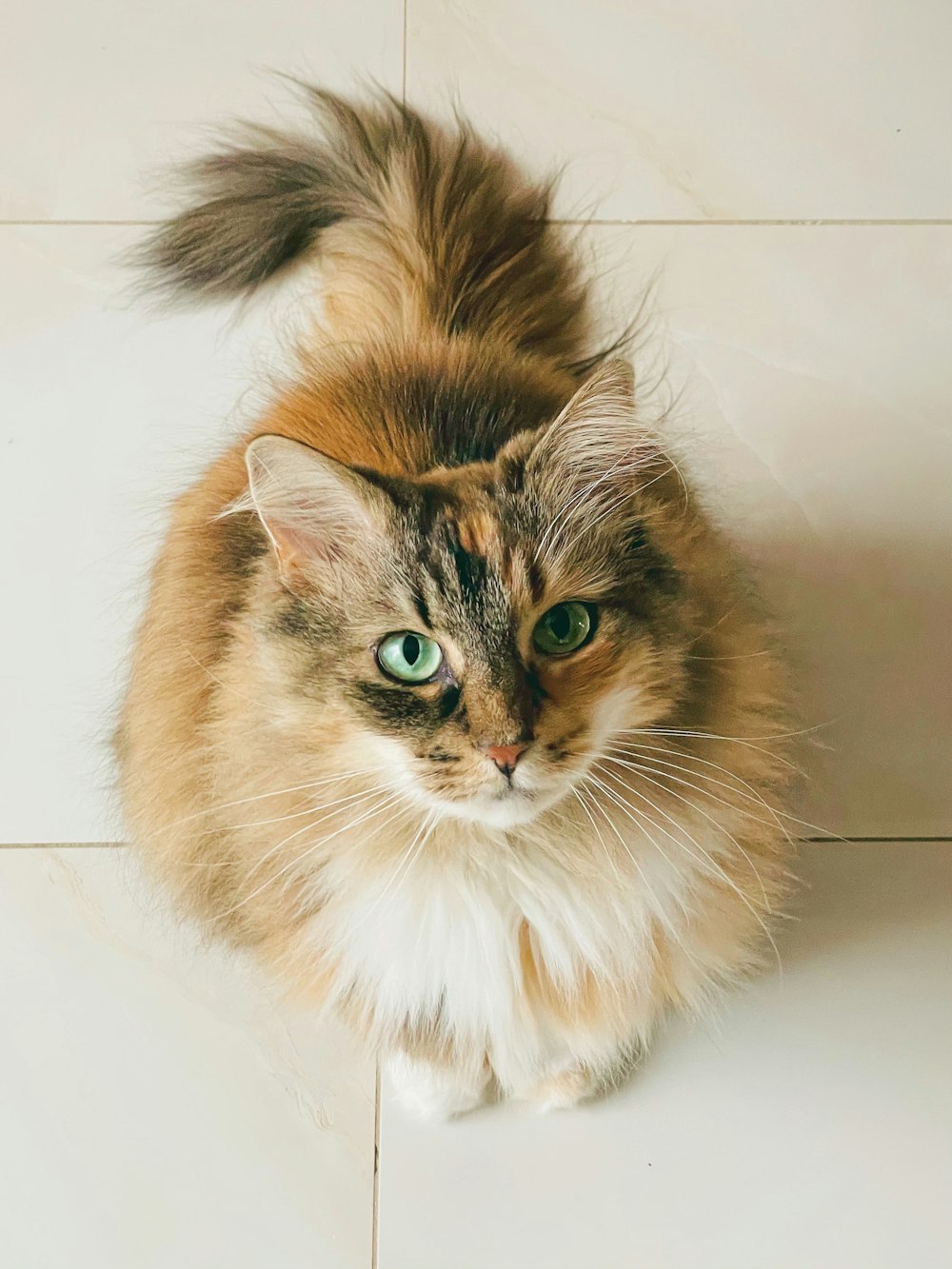 brown and white long fur cat