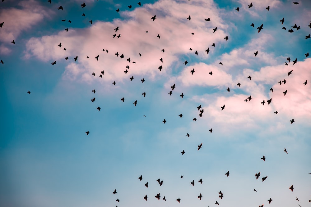 昼間の青空の下を飛ぶ鳥の群れ