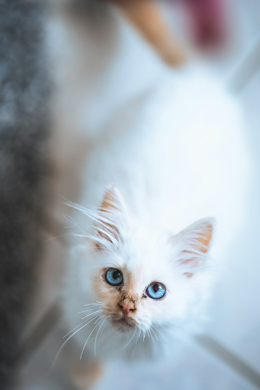 white cat in tilt shift lens