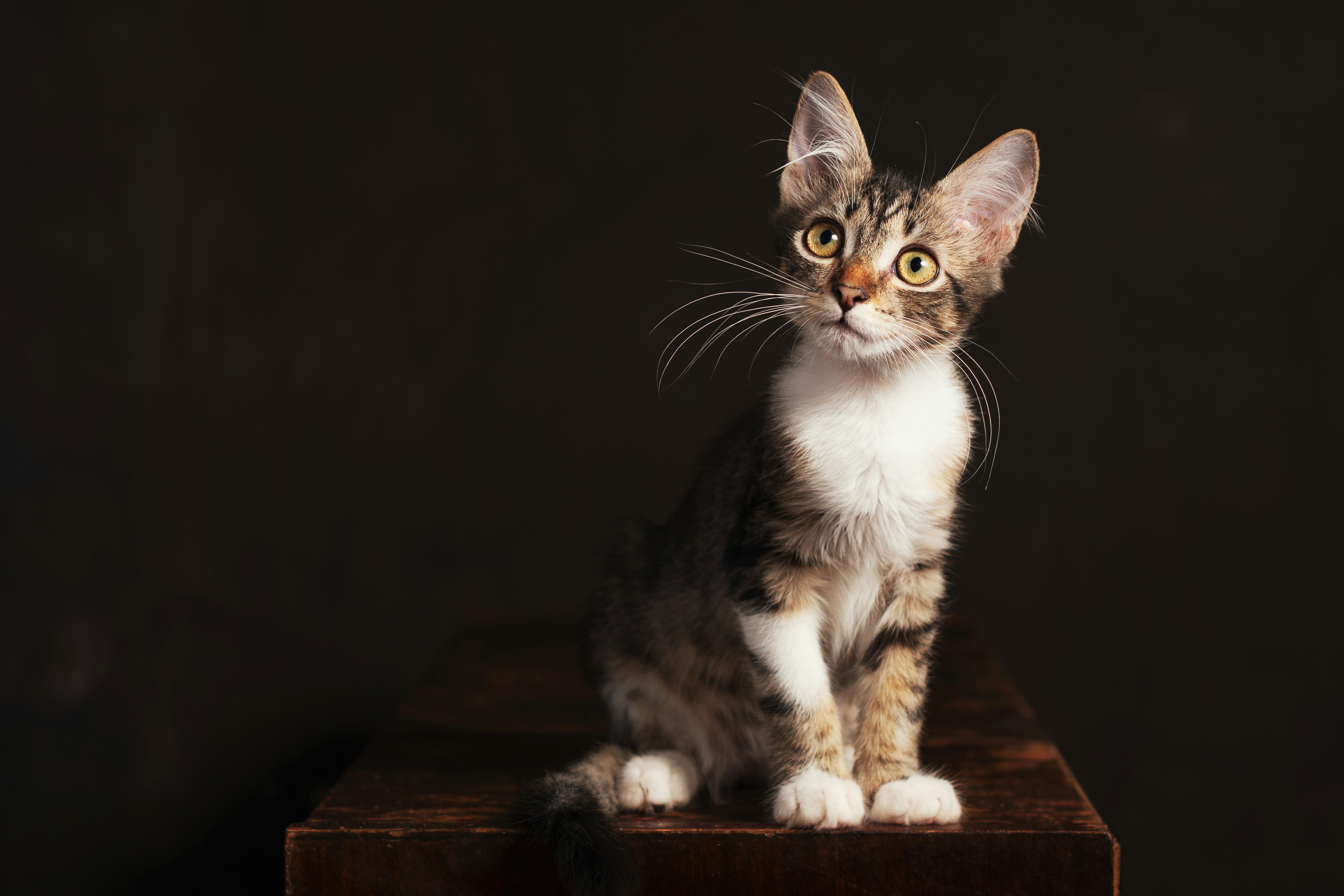 Brown and white tabby cat on brown wooden table