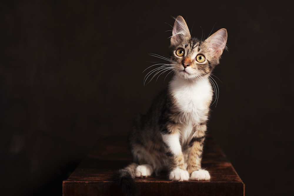 brown and white tabby cat on brown wooden table