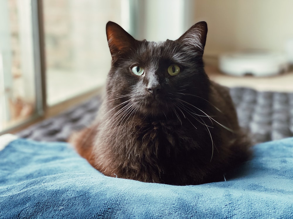 Schwarze Katze auf blauem Textil