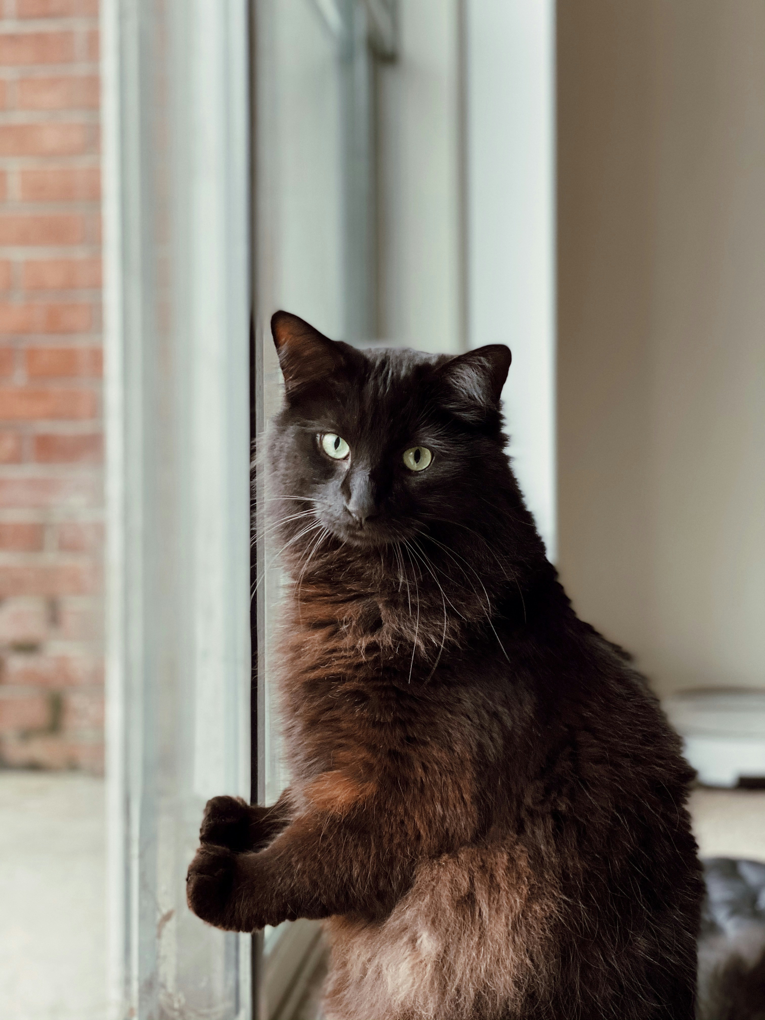 black cat on white floor