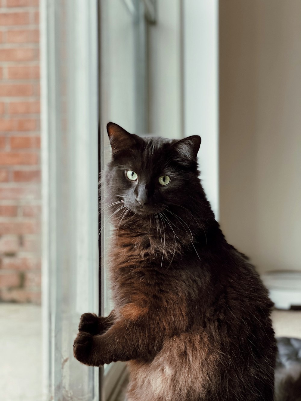 black cat on white floor