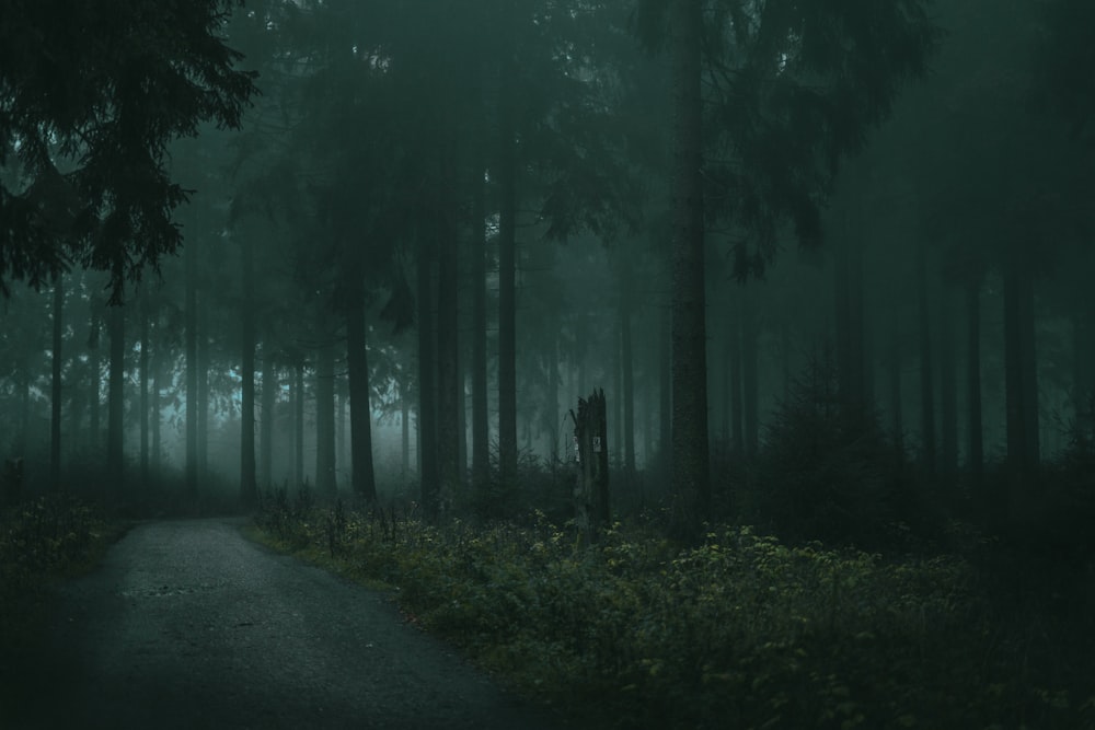 Sentier entre les arbres pendant la journée