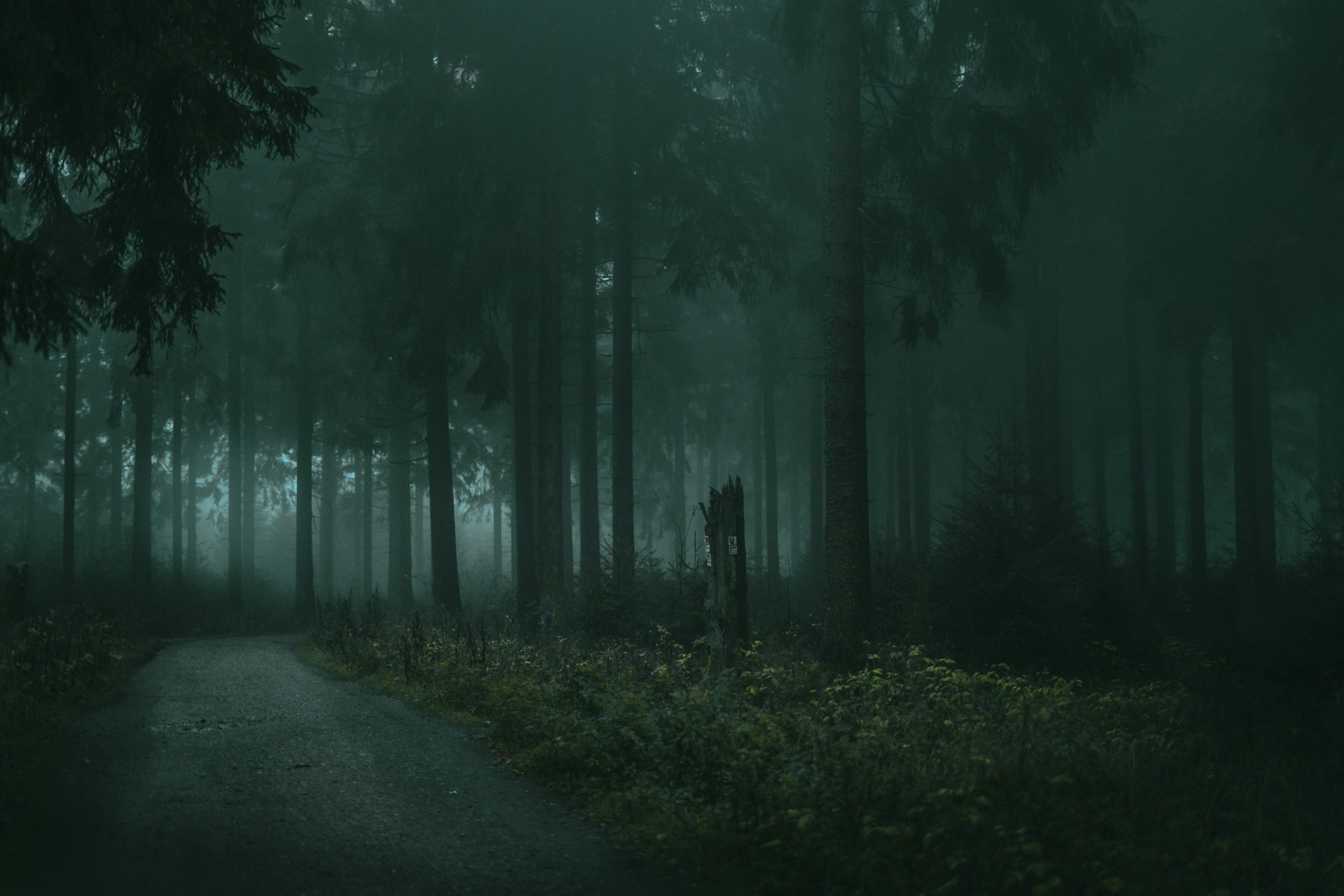 pathway between trees during daytime