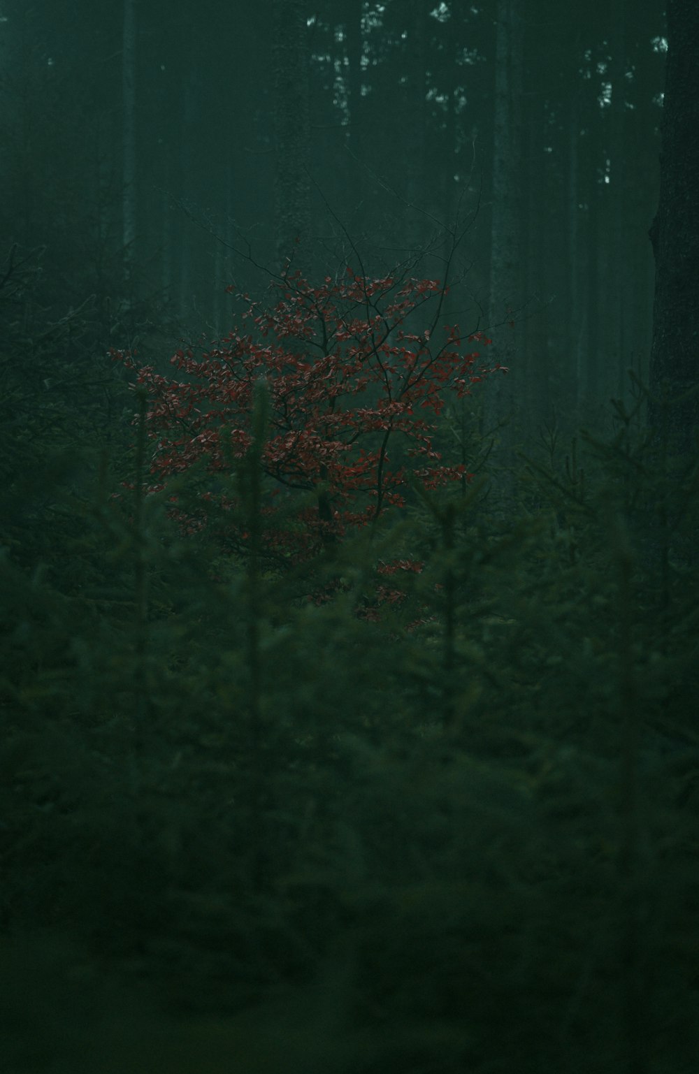 fleurs rouges sur l’herbe verte