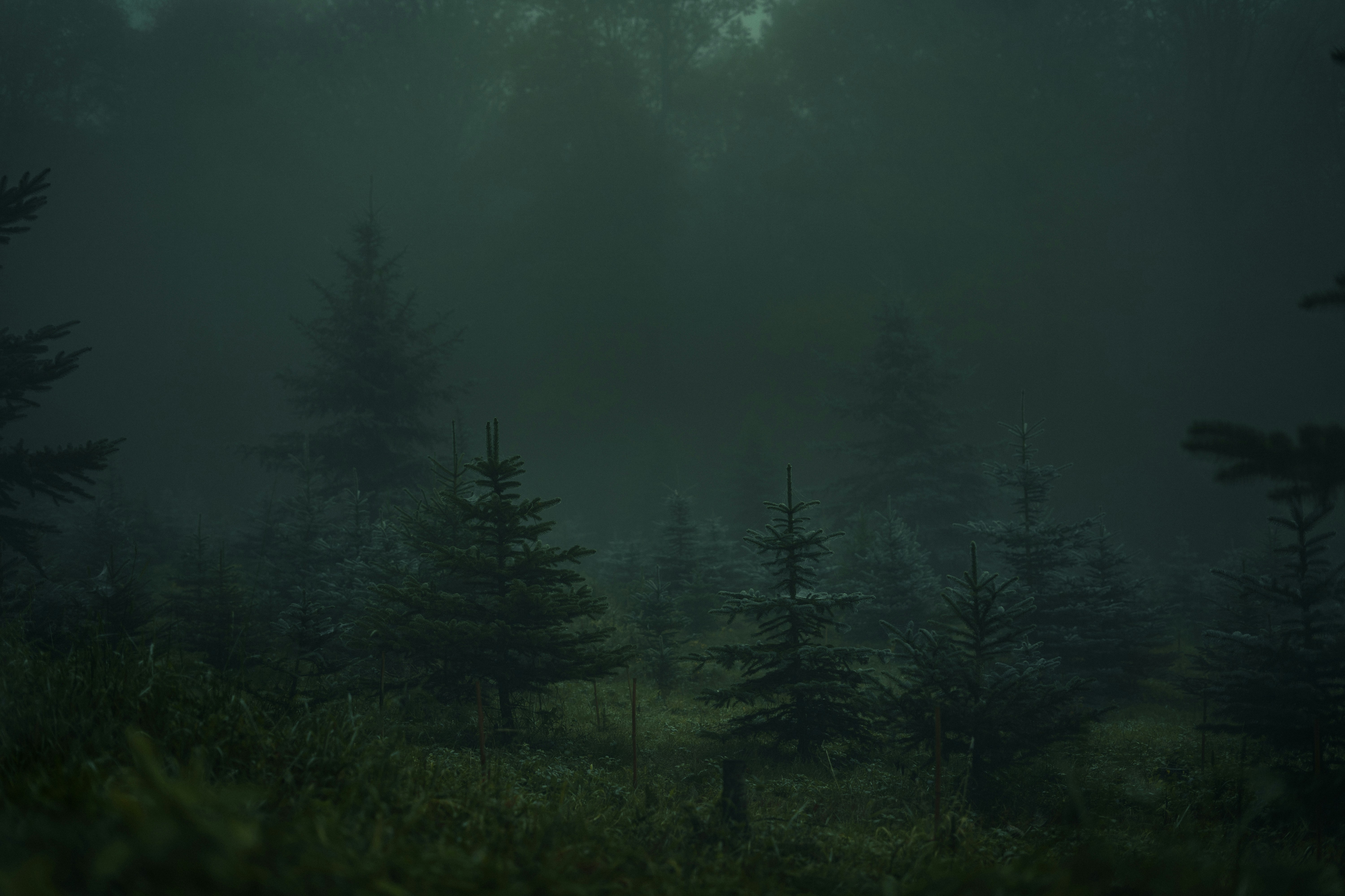 green trees under gray sky