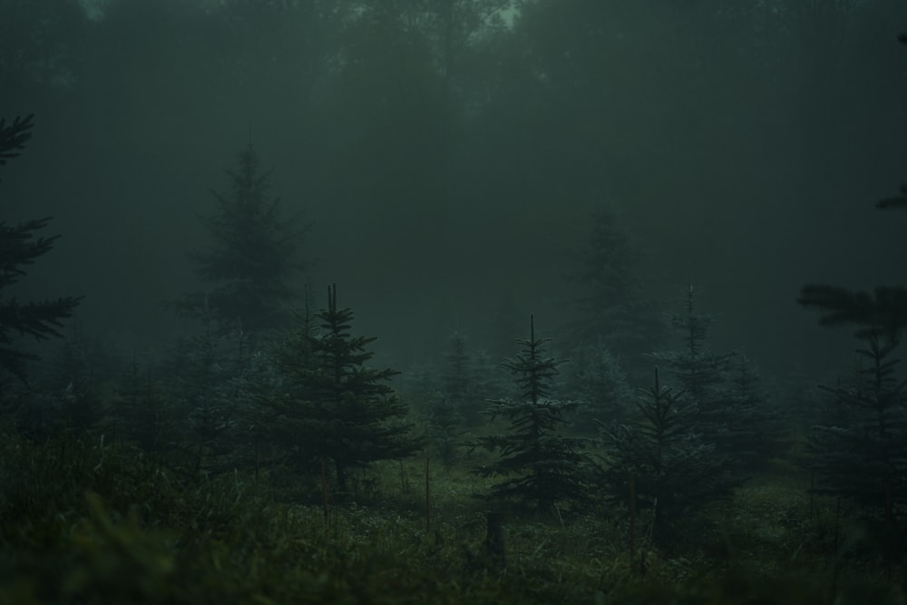 green trees under gray sky