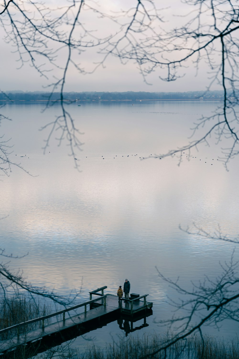 reflection of bare trees on water