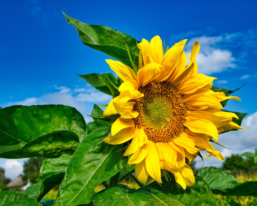 yellow sunflower under blue sky during daytime