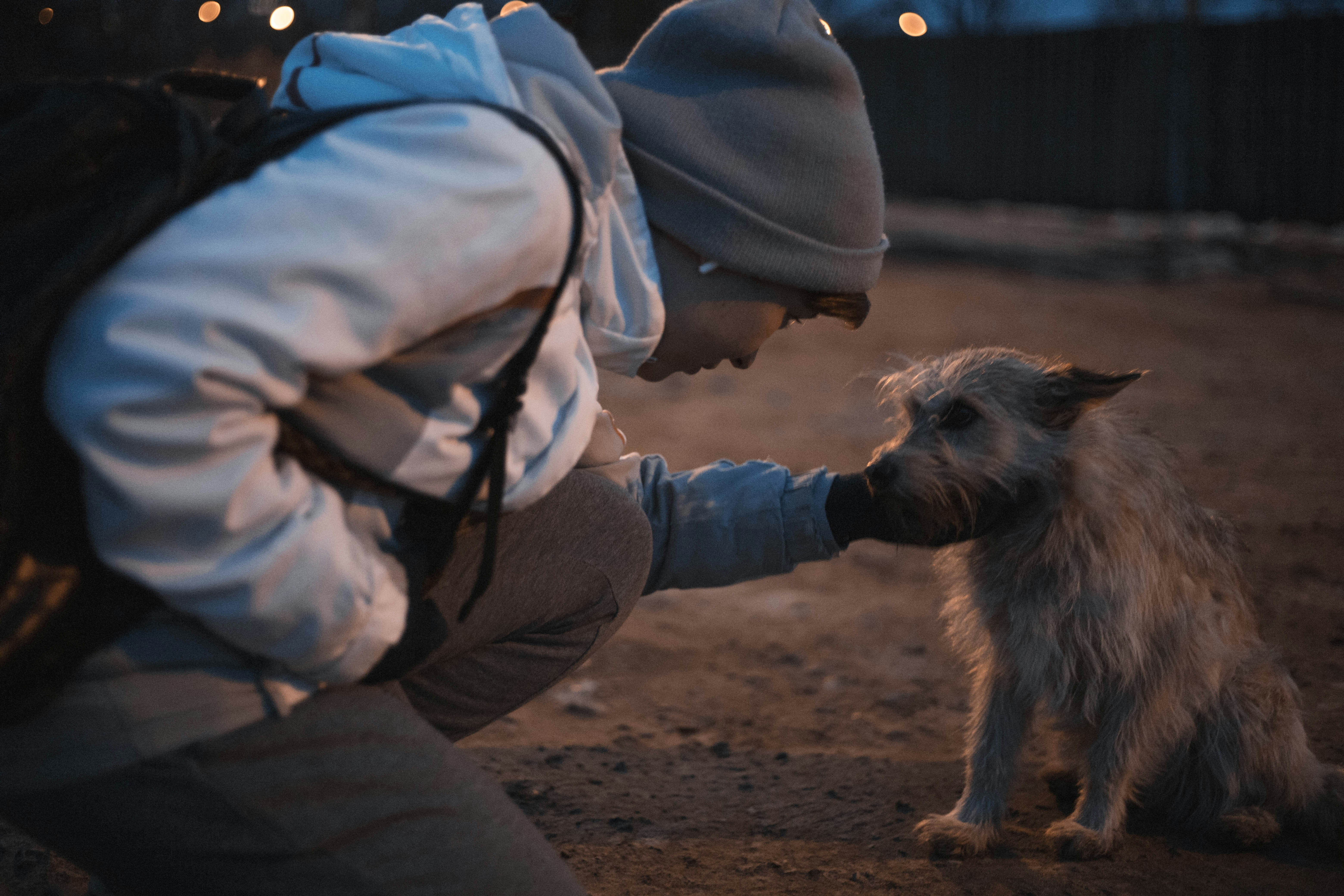 Spotlight on Local Pet Charities: Their Impact on the Community