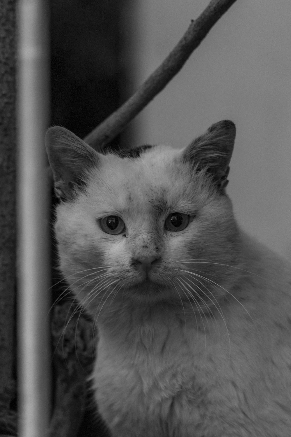 grayscale photo of white and black cat