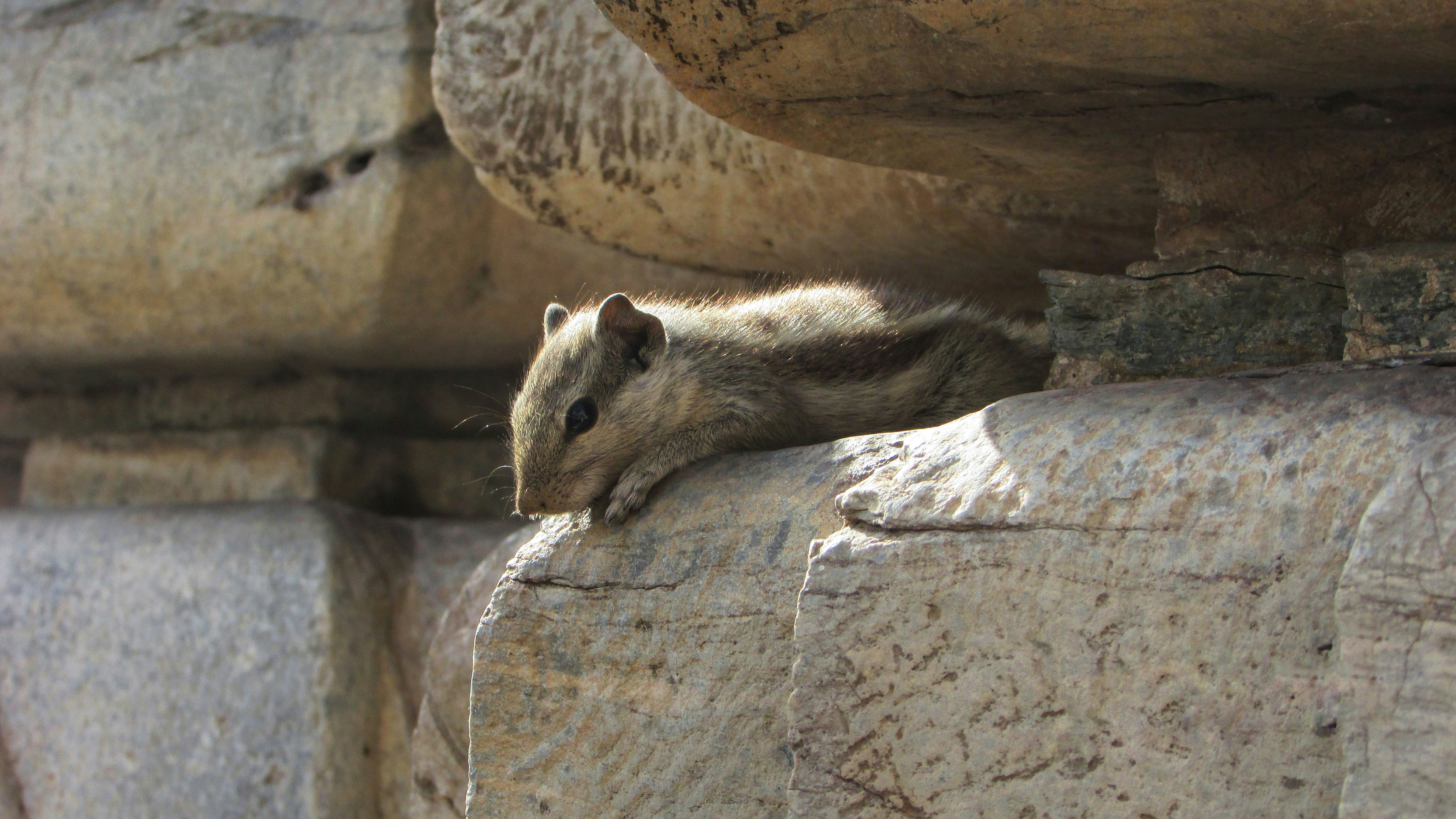 brown squirrel on brown tree trunk during daytime
