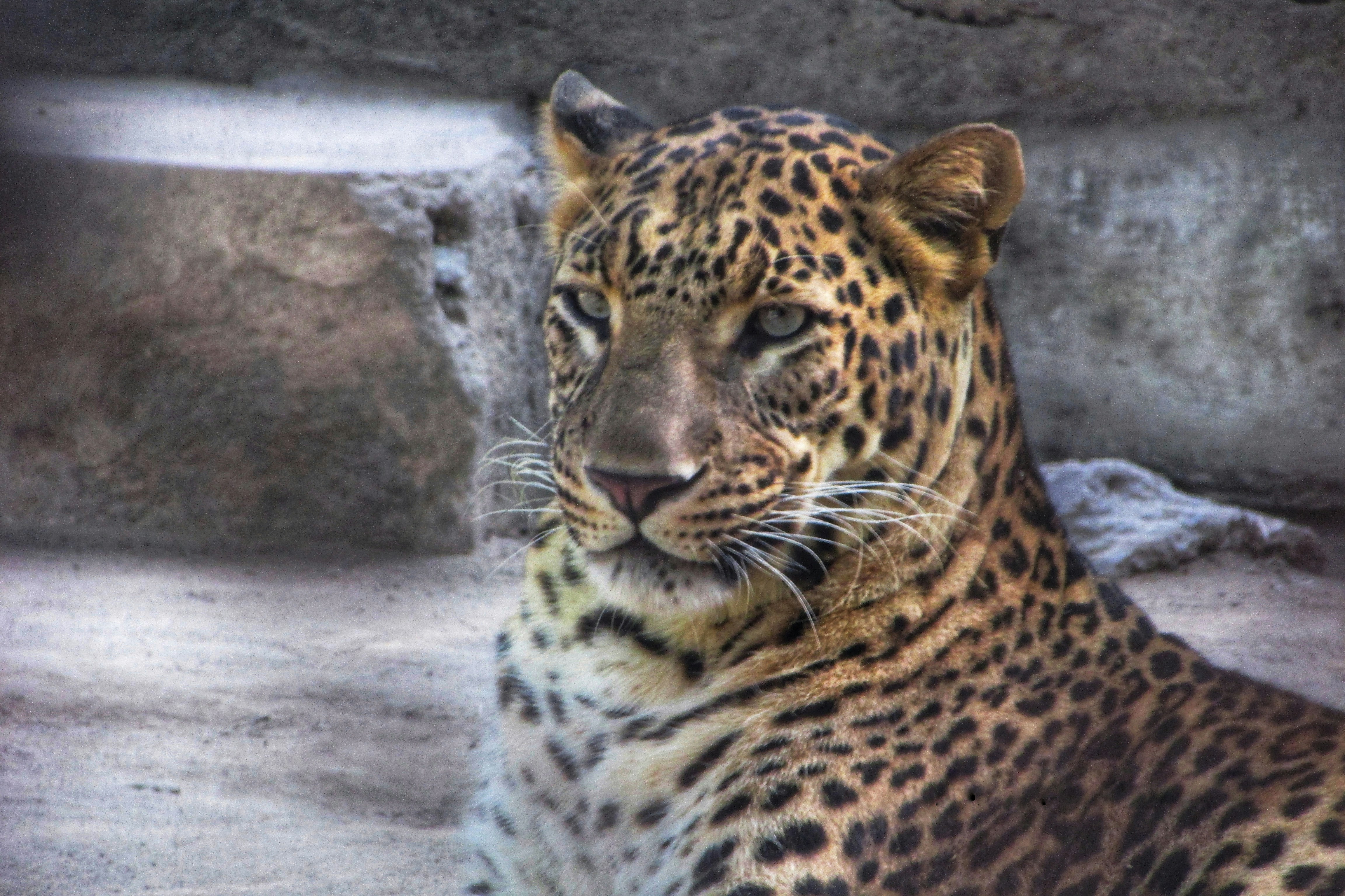 Photo by akshat_kumar