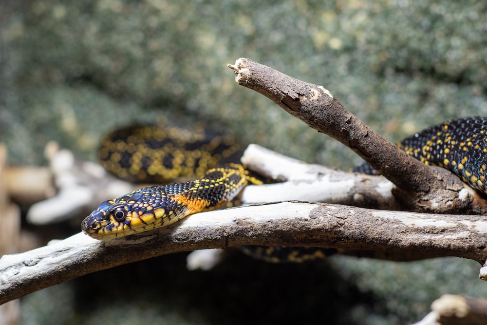 black and yellow snake on tree branch