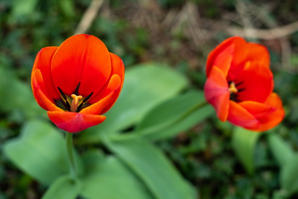 Rote Blume in Tilt Shift-Linse