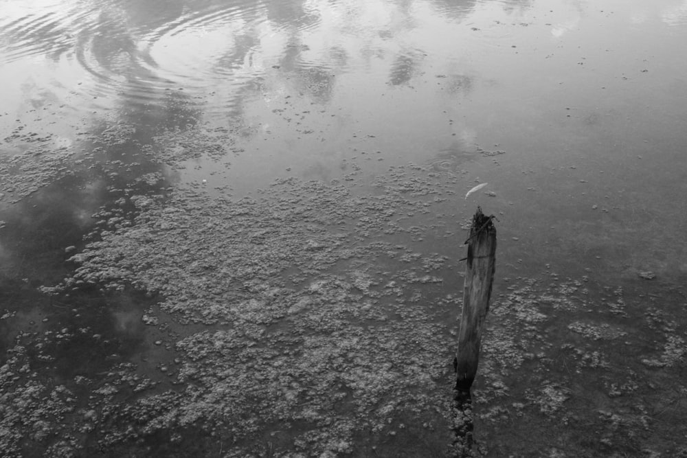 grayscale photo of person walking on water