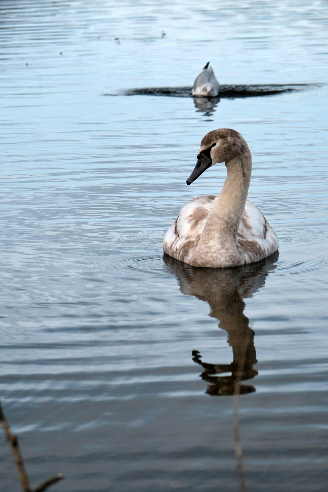 white and brown duck on water during daytime