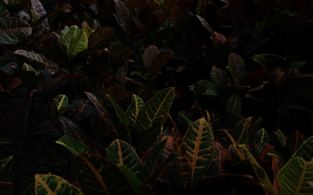 green and brown plant leaves