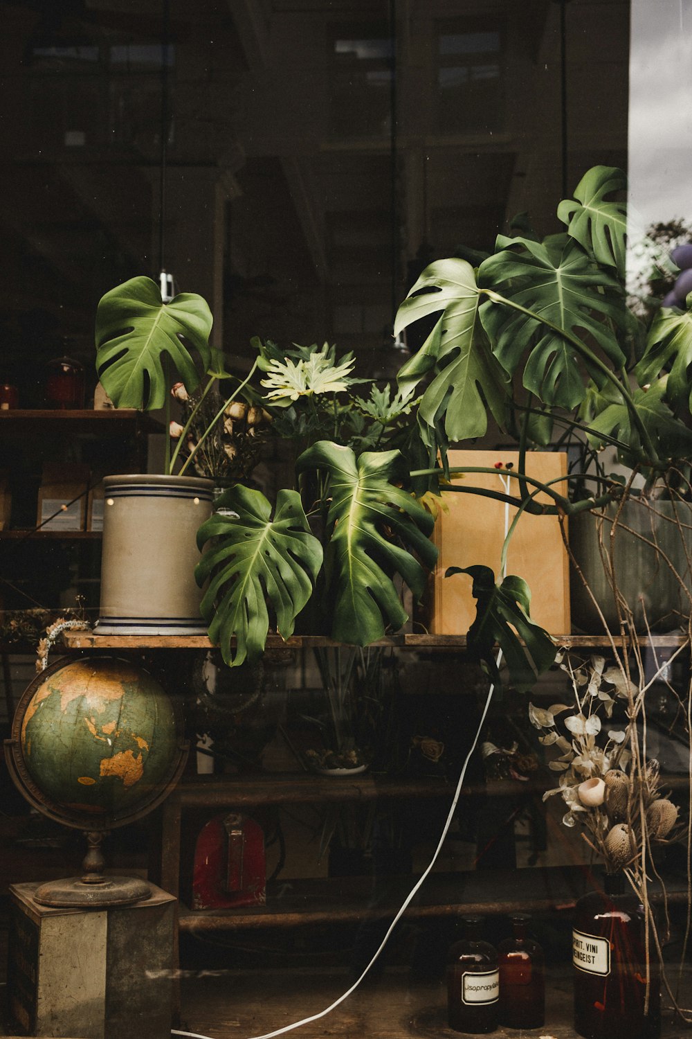 green plant in brown pot