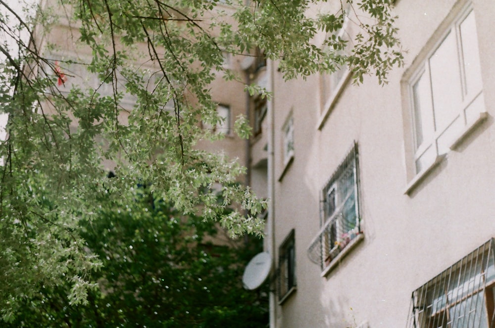 Bâtiment en béton blanc avec des arbres verts