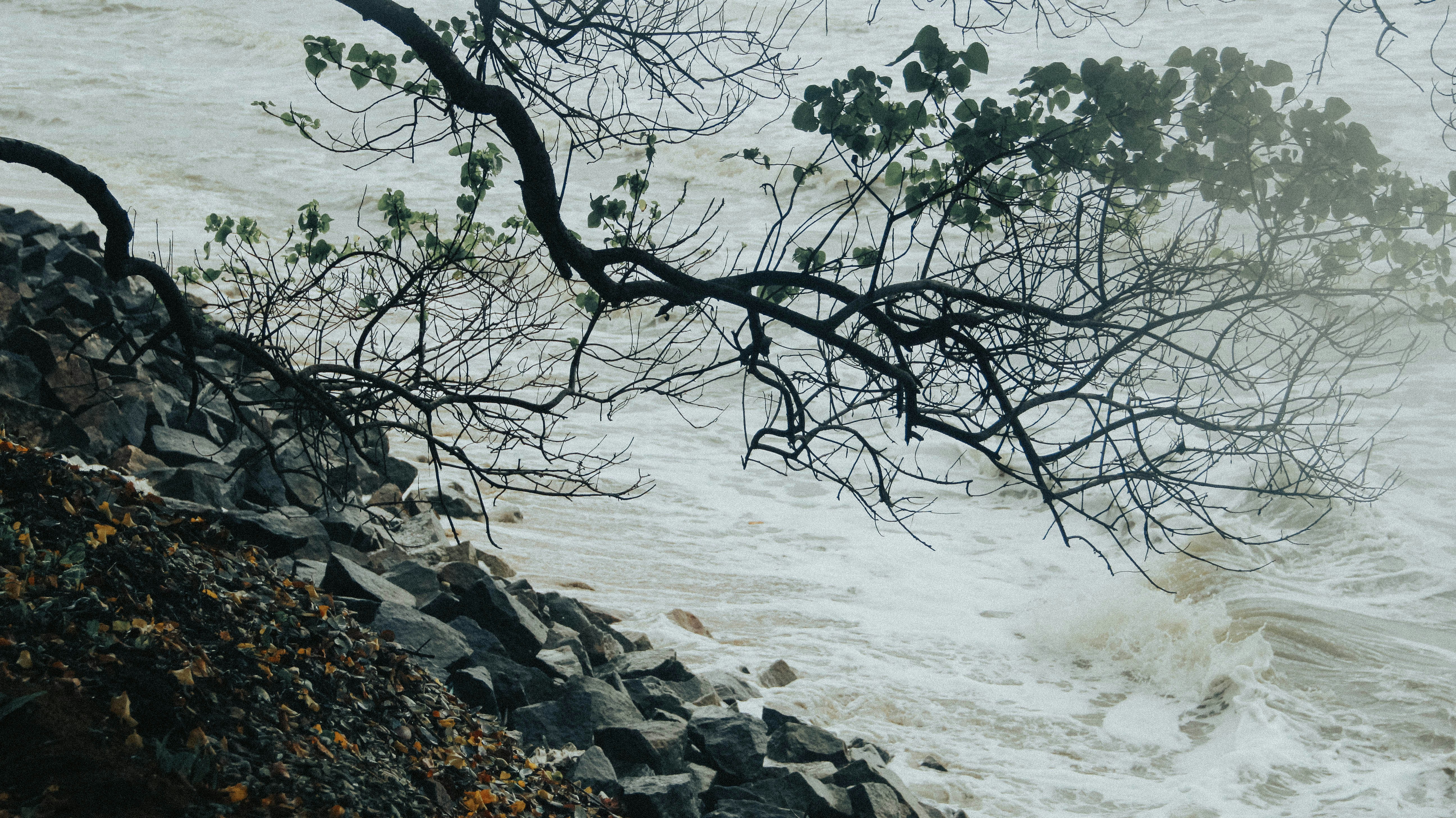 leafless tree on rocky shore by the sea