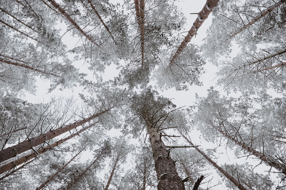 low angle photography of brown trees during daytime