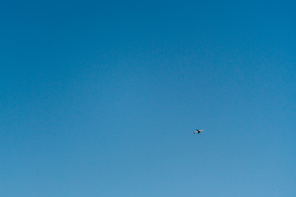 Schwarzer Vogel fliegt tagsüber unter blauem Himmel