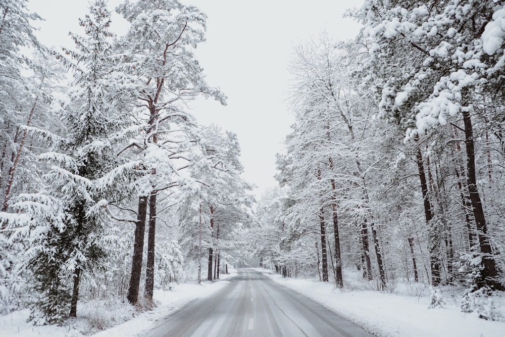 snow covered road between trees during daytime