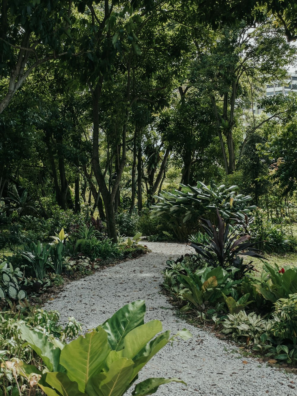 green trees and plants during daytime